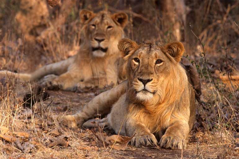 Top five National Parks/Wildlife Sanctuaries In Gujarat, India National  Parks & Wildlife Sanctuaries In Gujarat