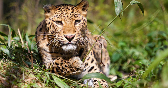 Wild Relationship between Safari & Animals: Pench National Park