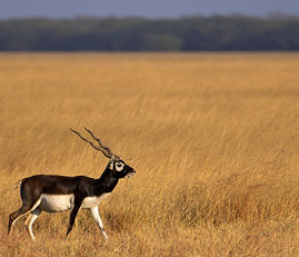 blackbuck