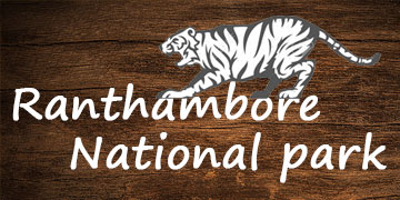 ranthambore