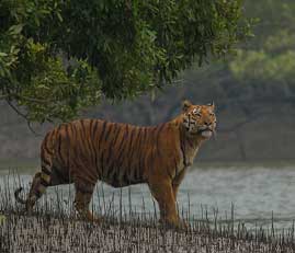 sunderban-img