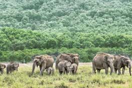 Jim Corbett Dhikala Tour