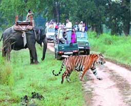 Jeep Safari In Corbett